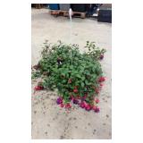 Fuchsia Hanging Basket