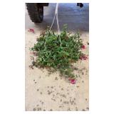 Fuchsia Hanging Basket