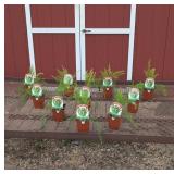 10 Jersey Giant Asparagus Plants