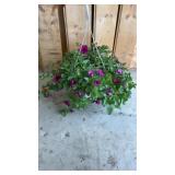 Purple Petunia Hanging Basket