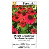 5 Dwarf Ombre Yellow Coneflower Plants