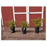 3 All Summer Red Weigela Plants