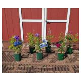 Colorful Collection Clematis Vine Plants