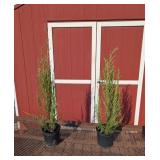 2 Skyrocket Upright Juniper Plants