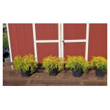 4 Gold Mop Cypress Plants