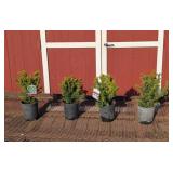 4 Dense Spreading Yew Plants