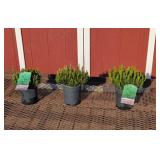 3 Dwarf Mugo Pine Plants