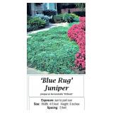 6 Blue Rug Juniper Plants