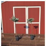 2 Dwarf Blue Topiary Globe Spruce Plants