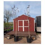 2 Red-Purple Leaf Crimson King Maple Trees