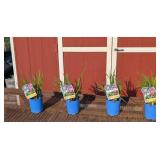 4 Rose-Purple Miss Apple Siberian Iris Plants