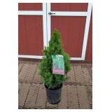 3 Dwarf Alberta Spruce Plants