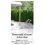10 Emerald Green Arborvitae Plants