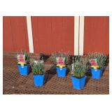 5 Dwarf Purple Starlette Dianthus Plants