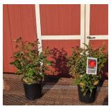 2 Hasslefree Sunset Horizon Rose Plants