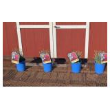 4 Dwarf Pink Double Bubble Dianthus Plants
