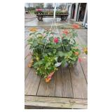 Mixed Hanging Basket
