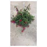 Fuchsia Hanging Basket