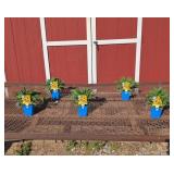 5 Rudbeckia Black-Eye Susan Plants