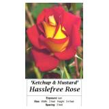 2 Hasslefree Ketchup & Mustard Rose Plants