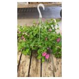 Pink Petunia Hanging Basket
