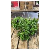 Purple Petunia Hanging Basket