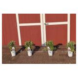 4 Dwarf Lavender Bee Balm Plants