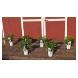 6 Blue Ever After Veronica Speedwell Plants