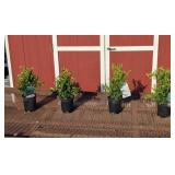 4 Green Mountain Boxwood Plants