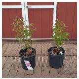 2 Raspberry Sundae Peony Plants