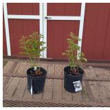 2 White Shirley Temple Peony Plants