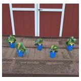 5 Green & Yellow Dream Weaver Hosta Plants