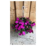 Sun Patien Hanging Basket