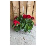 Red Geranium Hanging Basket