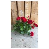 Red Geranium Hanging Basket