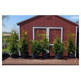 6 Green Giant Arborvitae Plants