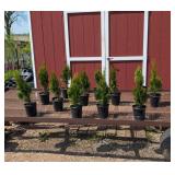 12 Emerald Green Arborvitae Plants