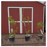 3 Northland Blueberry Plants