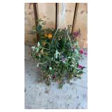 Mixed Hanging Basket