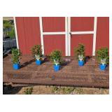 5 Blue Skyward Candles Veronica Speedwell Plants