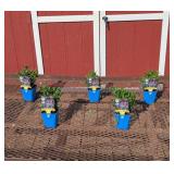 5 Purple Gum Candles Veronica Speedwell Plants
