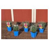 5 Dwarf Purple Starlette Dianthus Plants
