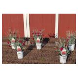 5 Maraschini Cherry Red Dianthus Plants