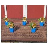 5 Gold & Bronze Uptick Coreopsis Plants