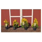 4 Forever Goldy Arborvitae Plants