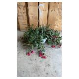 Fuchsia Hanging Basket
