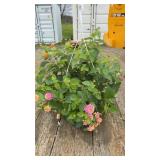 Strawberry Daiquiri Mix Impatiens Hanging Basket