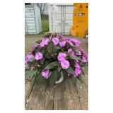 New Guinea Impatiens Hanging Basket