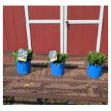3 White Becky Shasta Daisy Plants