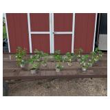 12 June-Bearing Yambu Strawberry Plants